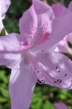 Gulf Pride Fragrant Southern Indica Azalea - 3 Gallon Pot -Blossom Grove Store azalea gulf pride 5 1