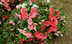 Hilda Niblett Azalea - 2 Gallon Pot -Blossom Grove Store azalea hilda niblet flowers