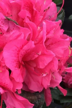Perfecto Mundo Double Dark Pink Reblooming Azalea - 2 Gallon Pot 7 Perfecto Mundo Double Dark Pink Reblooming Azalea - 2 Gallon Pot -Blossom Grove Store azalea perfecto mundo double dark pink 1