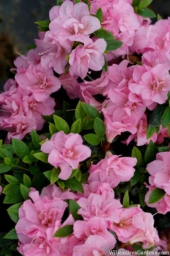 Perfecto Mundo Double Pink Reblooming Azalea - 3 Gallon Pot -Blossom Grove Store azalea perfecto mundo double pink 2