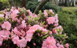 Perfecto Mundo Double Pink Reblooming Azalea - 3 Gallon Pot -Blossom Grove Store azalea perfecto mundo double pink 5