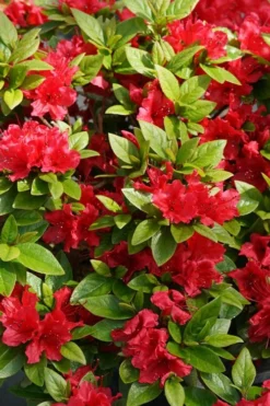 Perfecto Mundo Red Reblooming Azalea - 3 Pack Of Quart Pots -Blossom Grove Store azalea perfecto mundo red 2 1