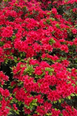 Perfecto Mundo Red Reblooming Azalea - 3 Pack Of Quart Pots -Blossom Grove Store azalea perfecto mundo red 5 1