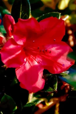 Perfecto Mundo Red Reblooming Azalea - 3 Pack Of Quart Pots -Blossom Grove Store azalea perfecto mundo red 6 1