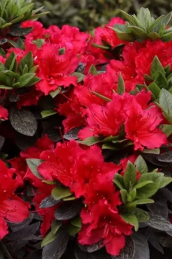 Perfecto Mundo Red Reblooming Azalea - 3 Pack Of Quart Pots -Blossom Grove Store azalea perfecto mundo red 8 1