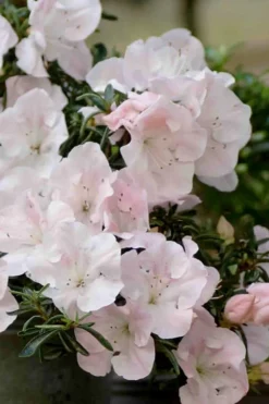 Tsuki No Shimo Satsuki Azalea - 3 Gallon Pot -Blossom Grove Store azalea satsuki tsuki no shimo 100