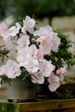 Tsuki No Shimo Satsuki Azalea - 3 Gallon Pot -Blossom Grove Store azalea satsuki tsuki no shimo 101