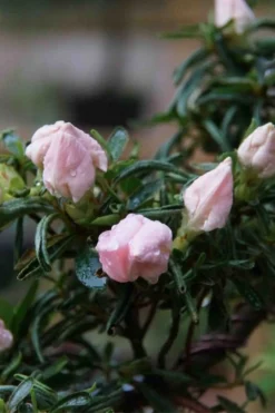 Tsuki No Shimo Satsuki Azalea - 3 Gallon Pot -Blossom Grove Store azalea tsuki no shimo 2