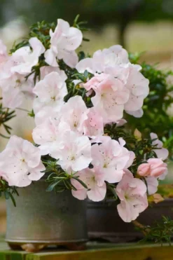 Tsuki No Shimo Satsuki Azalea - 3 Gallon Pot -Blossom Grove Store azalea tsuki no shimo 6