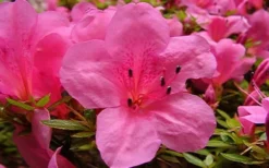 Chinzan Dwarf Azalea - 3 Gallon Pot -Blossom Grove Store azaleachinzan