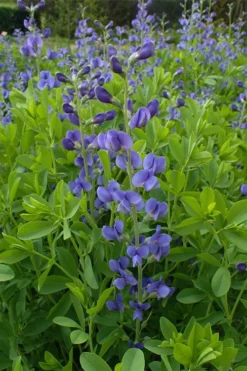 Blue False Indigo (Baptisia Australis) - 5 Pack Of Quart Pots -Blossom Grove Store baptisia australis blue false indigo 11
