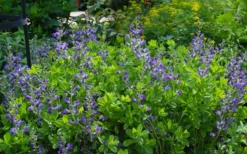 Blue False Indigo (Baptisia Australis) - 5 Pack Of Quart Pots -Blossom Grove Store baptisia australis blue false indigo 12