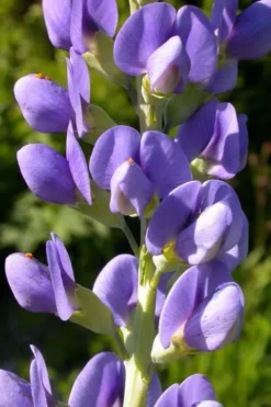 Blue False Indigo (Baptisia Australis) - 5 Pack Of Quart Pots -Blossom Grove Store baptisia australis blue false indigo 14