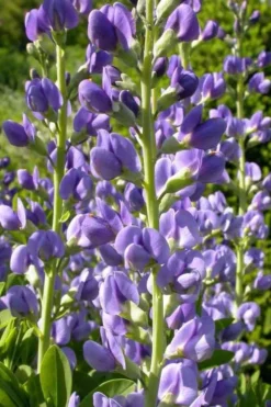 Blue False Indigo (Baptisia Australis) - 5 Pack Of Quart Pots