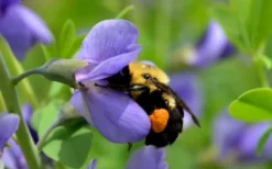 Blue False Indigo (Baptisia Australis) - 5 Pack Of Quart Pots -Blossom Grove Store baptisia australis blue wild indigo 3