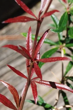 Foundation Evergreen Barberry (Berberis Replicata) - 1 Gallon Pot -Blossom Grove Store berberis replicata foundation barberry 2