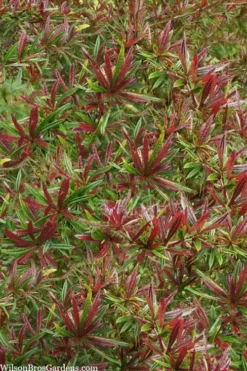 Foundation Evergreen Barberry (Berberis Replicata) - 1 Gallon Pot -Blossom Grove Store berberis replicata foundation barberry 5