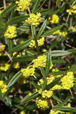 Foundation Evergreen Barberry (Berberis Replicata) - 1 Gallon Pot -Blossom Grove Store berberis replicata foundation barberry 6