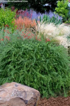 Foundation Evergreen Barberry (Berberis Replicata) - 1 Gallon Pot -Blossom Grove Store berberis replicata foundation barberry 7