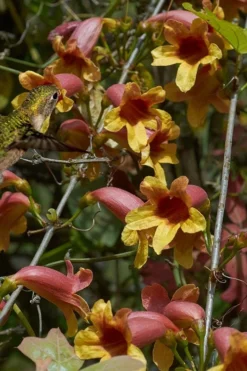 Crossvine (Bignonia Capreolata) - 3 Gallon Pot -Blossom Grove Store bignonia capreolata crossvine 5