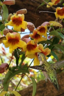 Crossvine (Bignonia Capreolata) - 3 Gallon Pot -Blossom Grove Store bignonia capreolata crossvine 7