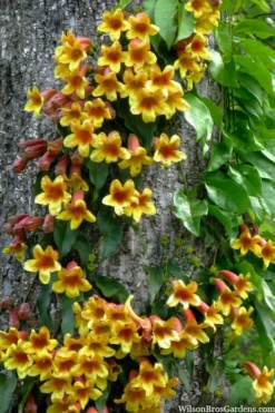 Crossvine (Bignonia Capreolata) - 3 Gallon Pot -Blossom Grove Store bignonia capreolata crossvine 8