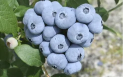 Northern Highbush Blueberry (Vaccinum Corymbosum) - 6 Pack Of 1 Gallon Pots -Blossom Grove Store blueberry northern20highbush 3 800x500 1