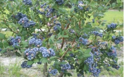 Northern Highbush Blueberry (Vaccinum Corymbosum) - 6 Pack Of 1 Gallon Pots -Blossom Grove Store blueberry northern20highbush 800x500 1