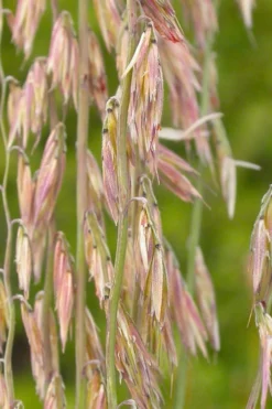 Side Oats Grama Grass (Bouteloua Curtipendula) - 8 Pack Of 1 Gallon Pots -Blossom Grove Store bouteloua curtipendula side oats grama grass 1
