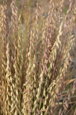 Side Oats Grama Grass (Bouteloua Curtipendula) - 8 Pack Of 1 Gallon Pots -Blossom Grove Store bouteloua curtipendula side oats grama grass 3