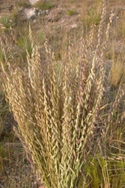 Side Oats Grama Grass (Bouteloua Curtipendula) - 8 Pack Of 1 Gallon Pots -Blossom Grove Store bouteloua curtipendula side oats grama grass 5