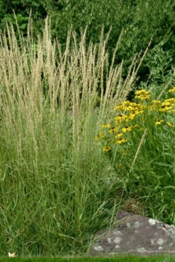 Side Oats Grama Grass (Bouteloua Curtipendula) - 8 Pack Of 1 Gallon Pots -Blossom Grove Store bouteloua curtipendula side oats grama grass 7