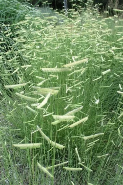 Blue Grama Grass (Bouteloua Gracilis) - 6 Pack Of 1 Gallon Pots