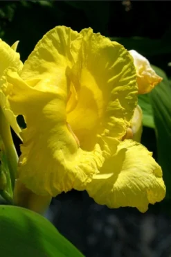 Bandana Of The Everglades Golden Canna Lily - 6 Pack Of 1 Gallon Pots