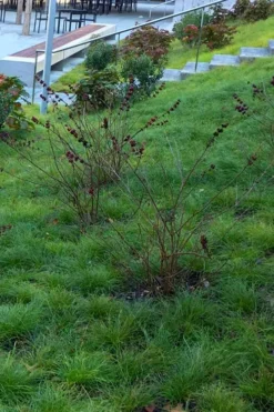 Texas Sedge (Carex Texensis) - 6 Pack Of 1 Gallon Pots -Blossom Grove Store carex texensis texas sedge 1