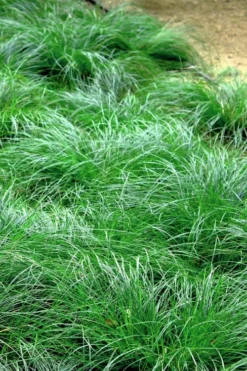 Texas Sedge (Carex Texensis) - 6 Pack Of 1 Gallon Pots -Blossom Grove Store carex texensis texas sedge 3