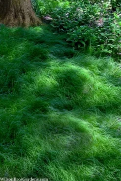 Texas Sedge (Carex Texensis) - 6 Pack Of 1 Gallon Pots