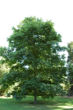 Zinner Pecan Tree - 5 Gallon Pot -Blossom Grove Store carya illinionensis hardy pecan 2