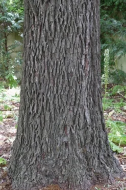 Zinner Pecan Tree - 5 Gallon Pot -Blossom Grove Store carya illinionensis hardy pecan 6