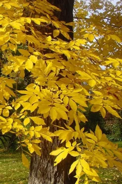 Zinner Pecan Tree - 5 Gallon Pot -Blossom Grove Store carya illinionensis hardy pecan fall leaf color 4