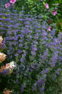 Beyond Midnight Blue Mist Shrub (Caryopteris) - 3 Gallon Pot -Blossom Grove Store caryopteris beyond midnight blue mist shrub 1