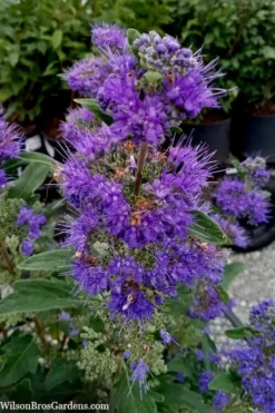 Beyond Midnight Blue Mist Shrub (Caryopteris) - 3 Gallon Pot -Blossom Grove Store caryopteris beyond midnight blue mist shrub 9