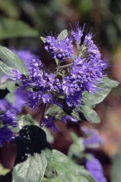 Dark Knight Blue Mist Shrub (Caryopteris) - 1 Gallon Pot -Blossom Grove Store caryopteris clandonensis dark knight blue mist shrub 1