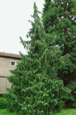 Weeping Nootka Cypress - 3 Gallon Pot -Blossom Grove Store chamaecyparis nootkatensis pendula weeping nootka cypress 5