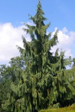 Weeping Nootka Cypress - 3 Gallon Pot -Blossom Grove Store chamaecyparis nootkatensis pendula weeping nootka cypress 6