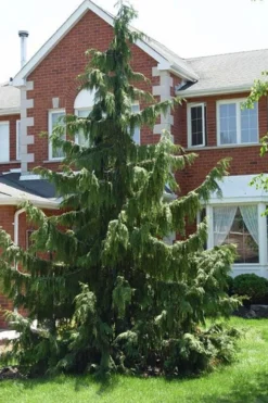 Weeping Nootka Cypress - 3 Gallon Pot -Blossom Grove Store chamaecyparis nootkatensis pendula weeping nootka cypress 7