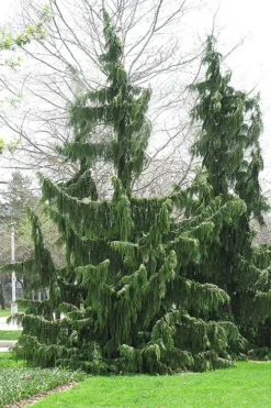 Weeping Nootka Cypress - 3 Gallon Pot -Blossom Grove Store chamaecyparis nootkatensis pendula weeping nootka cypress 8