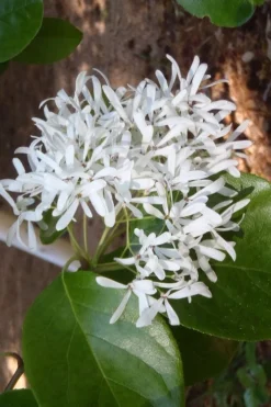 Tokyo Tower Chinese Fringe Tree (Chionanthus Retusus) - 7 Gallon Pot (4-5') -Blossom Grove Store chionanthus retusus tokyo tower chinese fringe tree 4