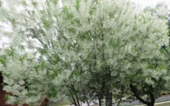 Grancy Graybeard - White Fringe Tree - 1 Gallon Pot 19 Grancy Graybeard - White Fringe Tree - 1 Gallon Pot -Blossom Grove Store chionanthus virginicus grancy greybeard multi stem tree 4