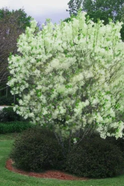 Grancy Graybeard - White Fringe Tree - 1 Gallon Pot 18 Grancy Graybeard - White Fringe Tree - 1 Gallon Pot -Blossom Grove Store chionanthus virginicus grancy greybeard multi stem tree 5